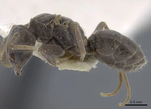 Bothriomyrmex decapitans - CASENT0917111