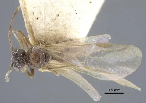 Bothriomyrmex decapitans - CASENT0917112