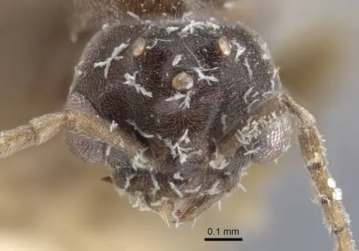 Bothriomyrmex decapitans - CASENT0917112