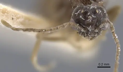 Bothriomyrmex decapitans - CASENT0917112