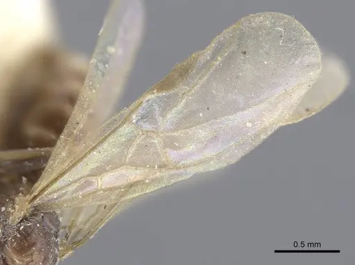 Bothriomyrmex decapitans - CASENT0917112