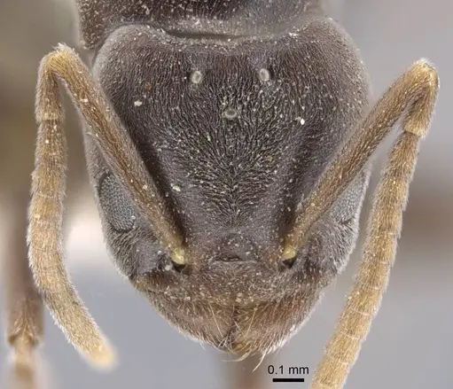 Bothriomyrmex decapitans - CASENT0917113