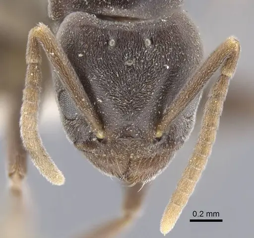 Bothriomyrmex decapitans - CASENT0917113