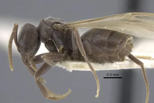 Bothriomyrmex decapitans - CASENT0917113