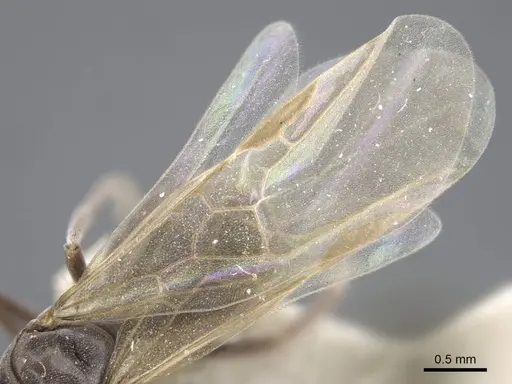 Bothriomyrmex decapitans - CASENT0917113