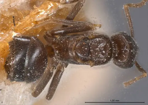 Bothriomyrmex emarginatus specimen