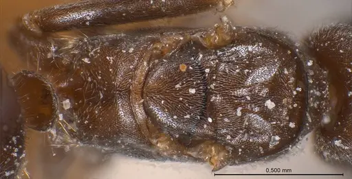 Bothriomyrmex emarginatus specimen