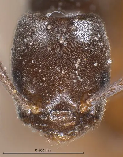 Bothriomyrmex emarginatus specimen