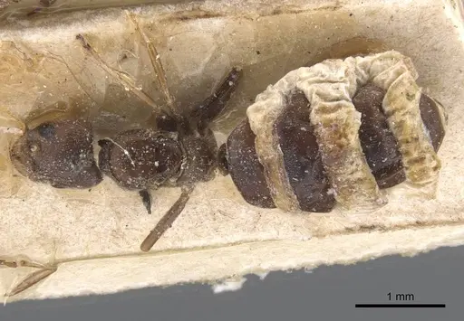 Bothriomyrmex inquilinus specimen