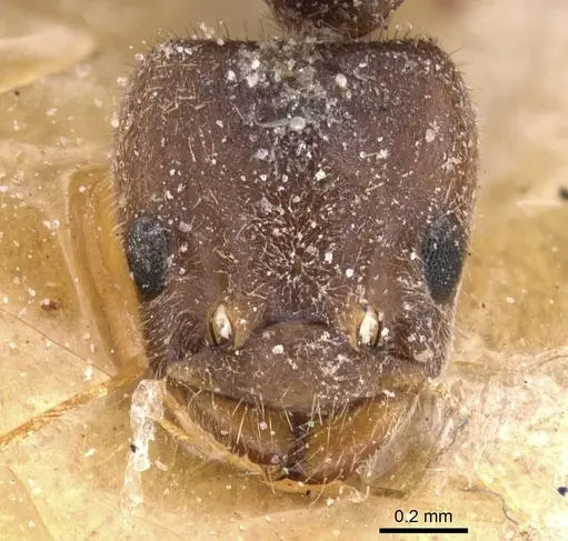 Bothriomyrmex inquilinus specimen