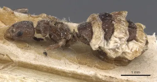 Bothriomyrmex inquilinus specimen