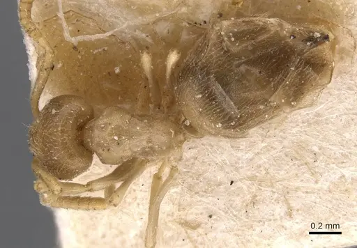 Bothriomyrmex inquilinus - CASENT0911465