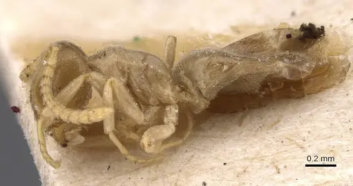 Bothriomyrmex inquilinus - CASENT0911465