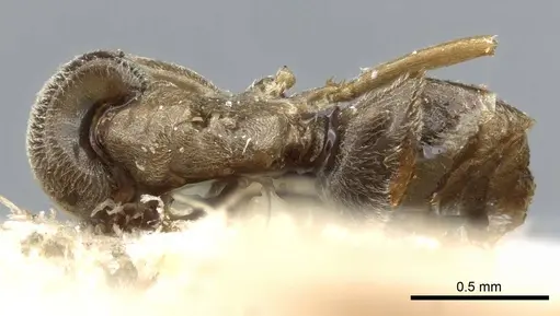 Bothriomyrmex kusnezovi specimen