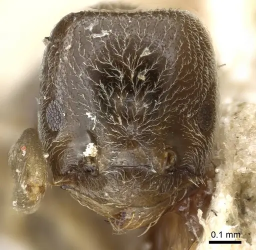 Bothriomyrmex kusnezovi specimen