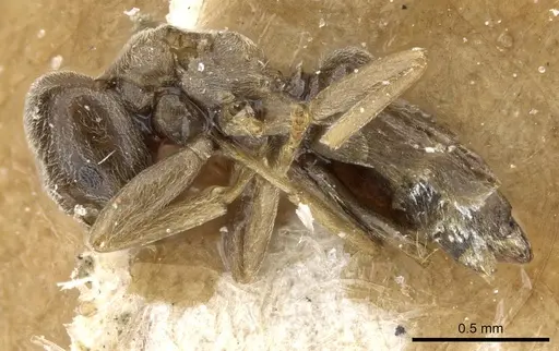 Bothriomyrmex kusnezovi specimen