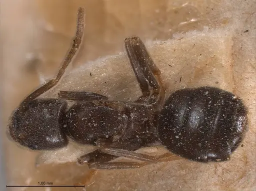 Bothriomyrmex meridionalis specimen