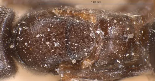 Bothriomyrmex meridionalis specimen