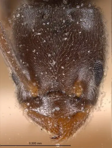 Bothriomyrmex meridionalis specimen