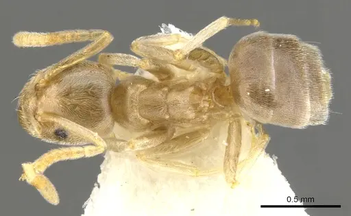 Bothriomyrmex modestus specimen