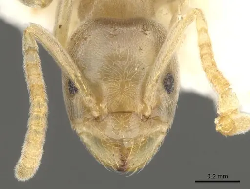 Bothriomyrmex modestus specimen