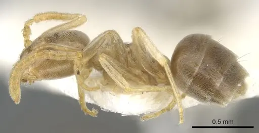 Bothriomyrmex modestus specimen