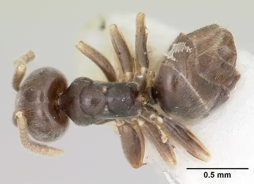 Bothriomyrmex paradoxus specimen