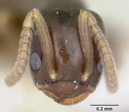 Bothriomyrmex paradoxus specimen
