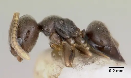 Bothriomyrmex paradoxus specimen