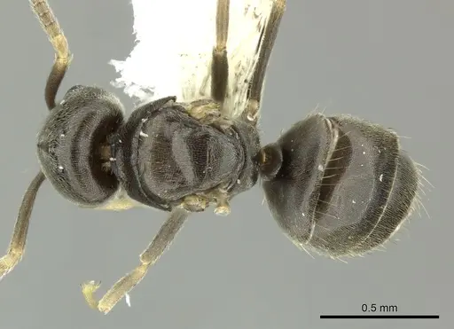 Bothriomyrmex paradoxus - CASENT0617893