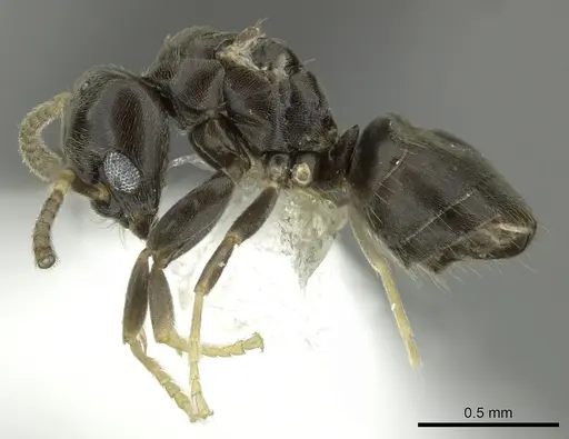 Bothriomyrmex paradoxus - CASENT0617893