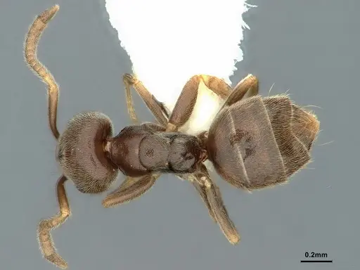 Bothriomyrmex paradoxus - CASENT0886029