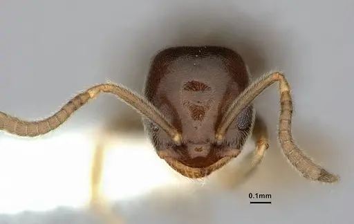 Bothriomyrmex paradoxus - CASENT0886029