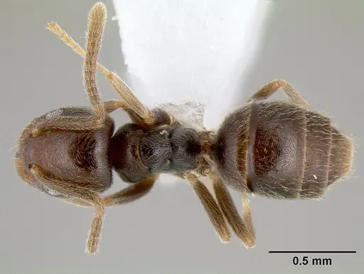 Bothriomyrmex paradoxus - JTLC000003511