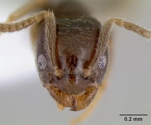 Bothriomyrmex paradoxus - JTLC000003511