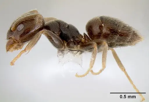 Bothriomyrmex paradoxus - JTLC000003511
