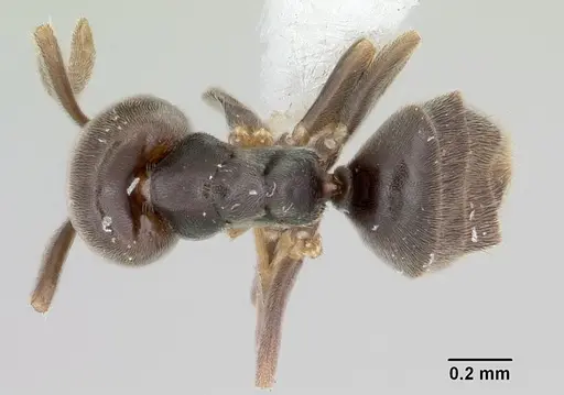Bothriomyrmex paradoxus - JTLC000003512