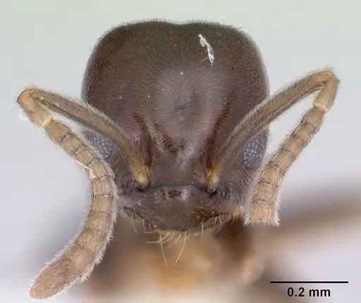 Bothriomyrmex paradoxus - JTLC000003512