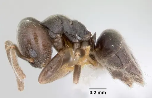 Bothriomyrmex paradoxus - JTLC000003512