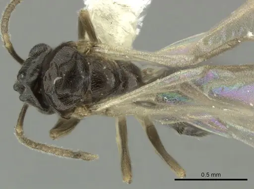 Bothriomyrmex paradoxus - JTLC000004271