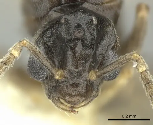 Bothriomyrmex paradoxus - JTLC000004271