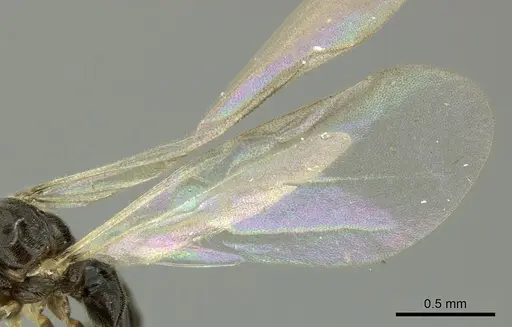 Bothriomyrmex paradoxus - JTLC000004271