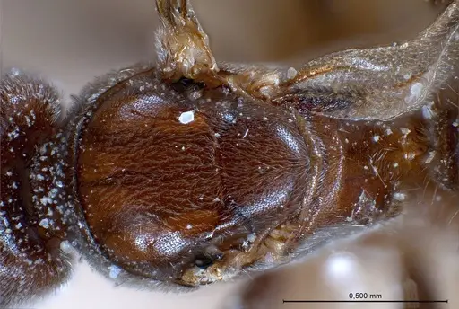 Bothriomyrmex pubens specimen