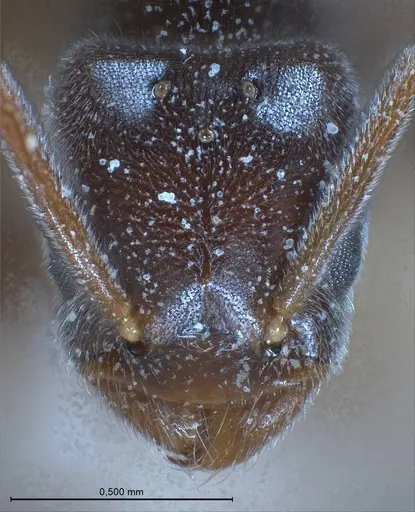 Bothriomyrmex pubens specimen