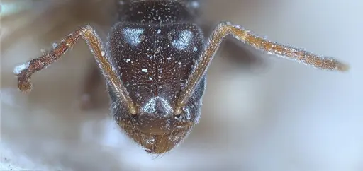 Bothriomyrmex pubens - ANTWEB1008377