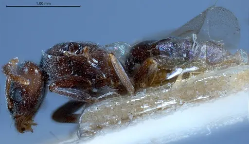 Bothriomyrmex pubens - ANTWEB1008377