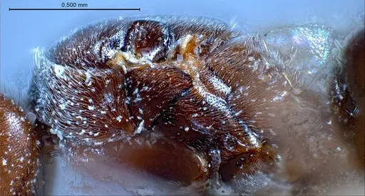 Bothriomyrmex pubens - ANTWEB1008377