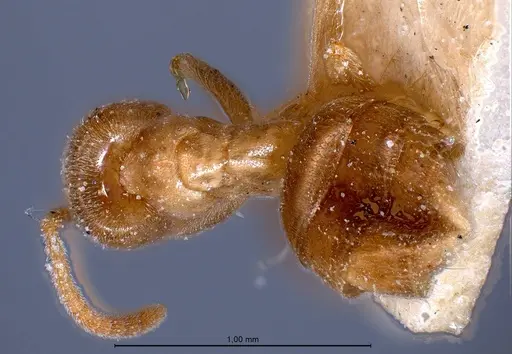 Bothriomyrmex pubens - ANTWEB1008378