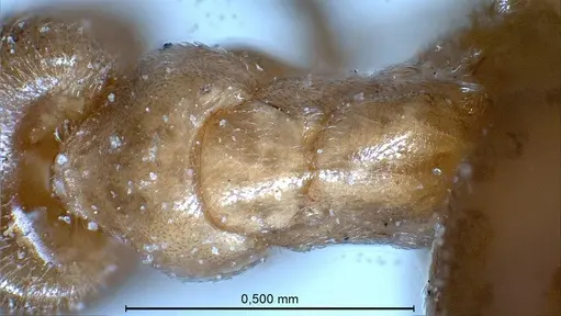 Bothriomyrmex pubens - ANTWEB1008378