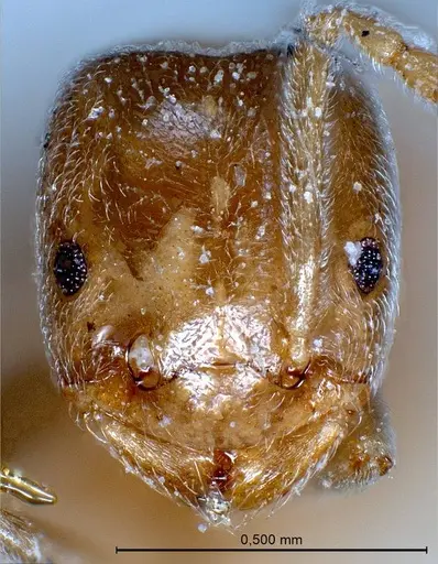 Bothriomyrmex pubens - ANTWEB1008378